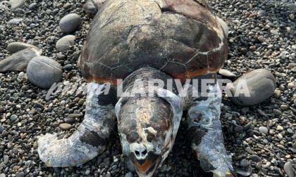 Spiaggiato a Bordighera un esemplare di tartaruga caretta caretta