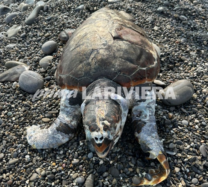 Spiaggiato a Bordighera un esemplare di tartaruga caretta caretta