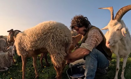 Il fascino della transumanza sulle Alpi Liguri in viaggio con il giovane pastore Claudio e le sue capre e pecore