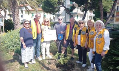 Lions per l'Ambiente: una pianta di avocado di Mario Calvino a Ospedaletti