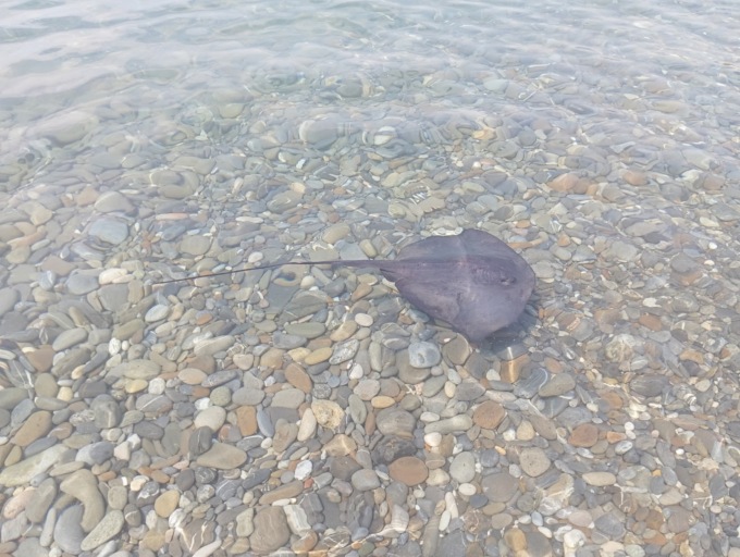 Avvistato a Vallecrosia un “trigone”