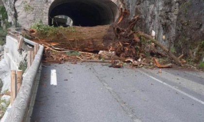 Strada del Tenda di nuovo chiusa: crollato un albero sulla carreggiata