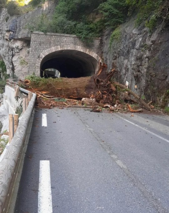 Strada del Tenda di nuovo chiusa: crollato un albero sulla carreggiata