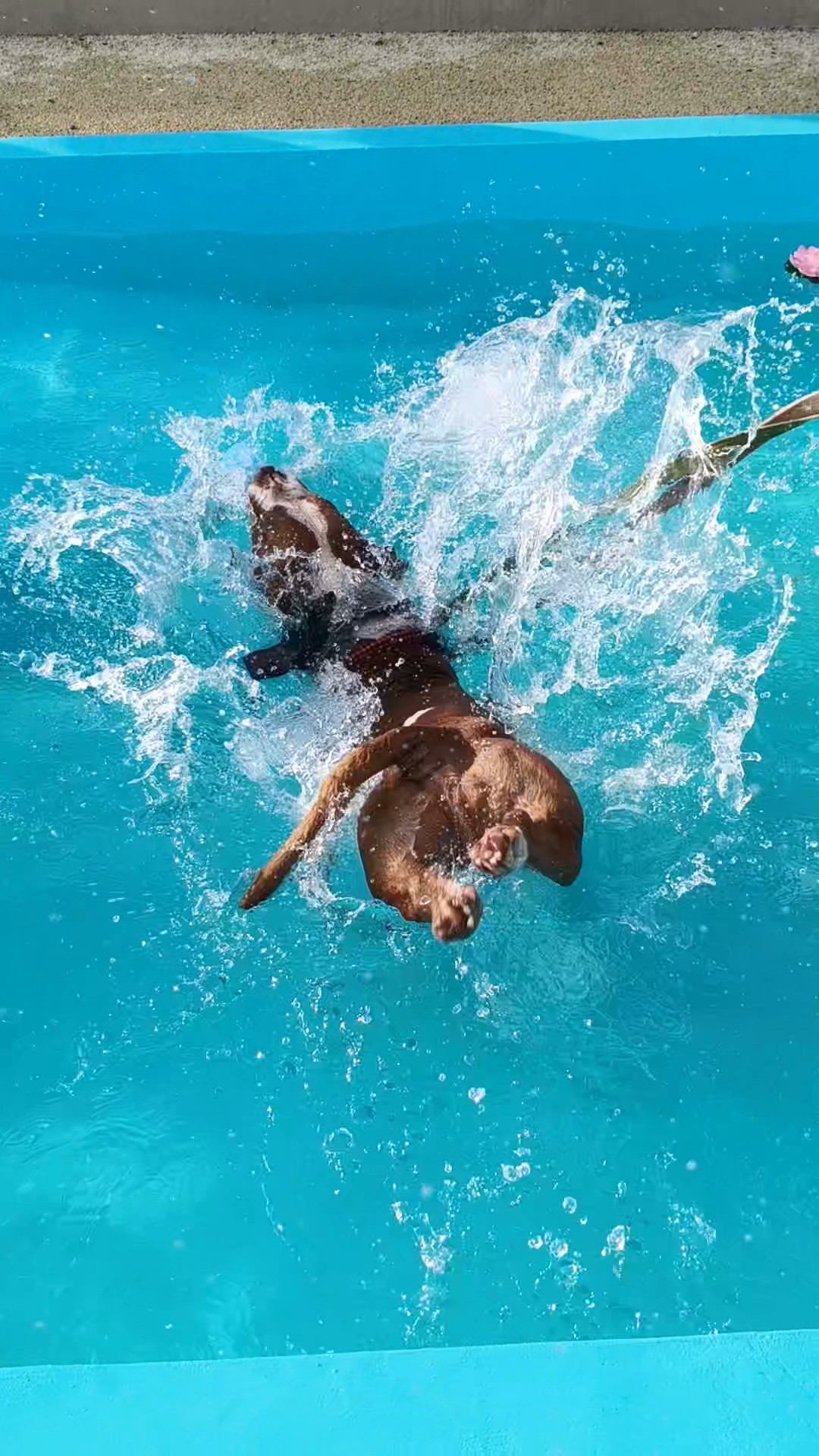 enpa piscina cani 5