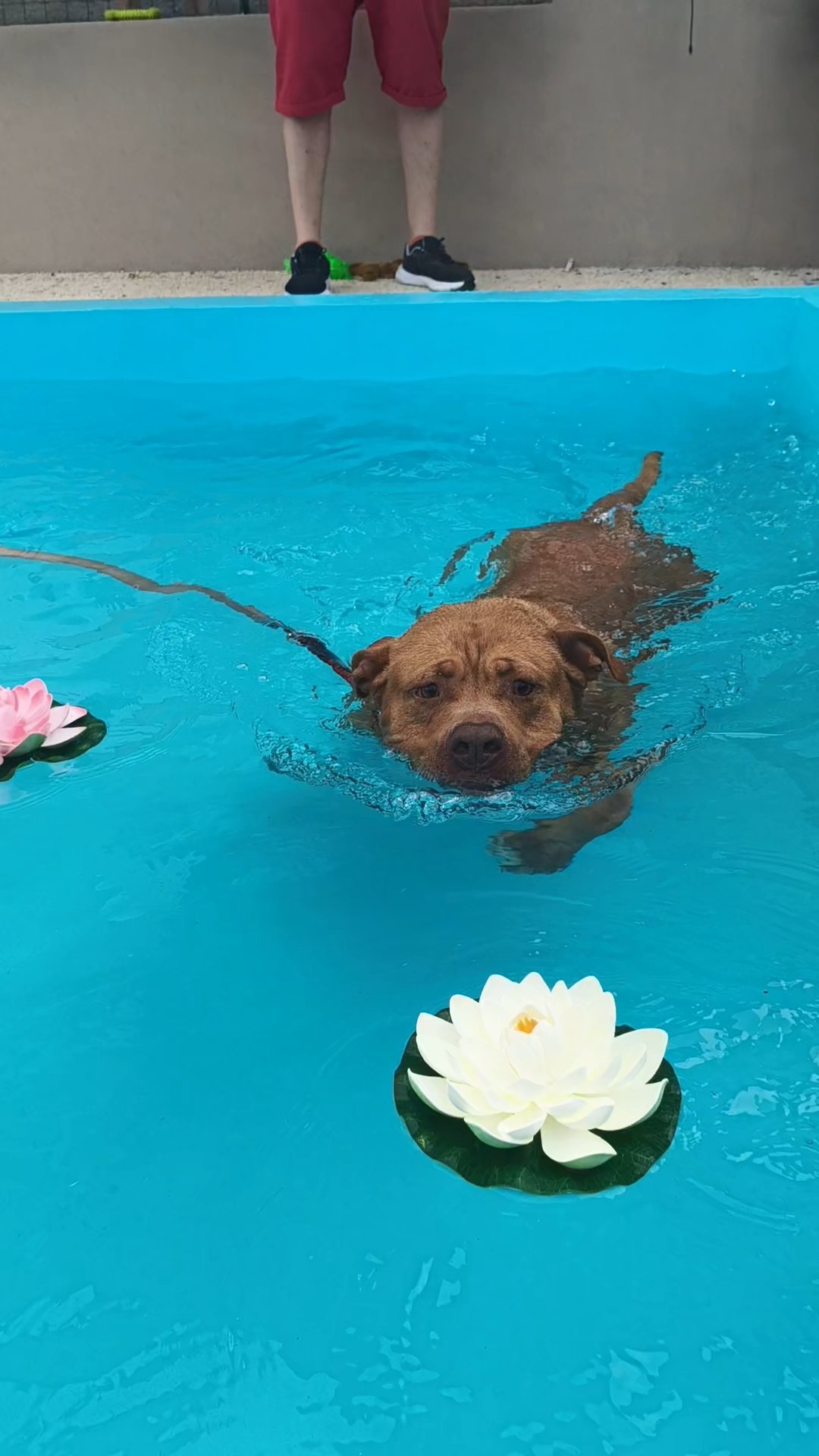 enpa piscina cani 6