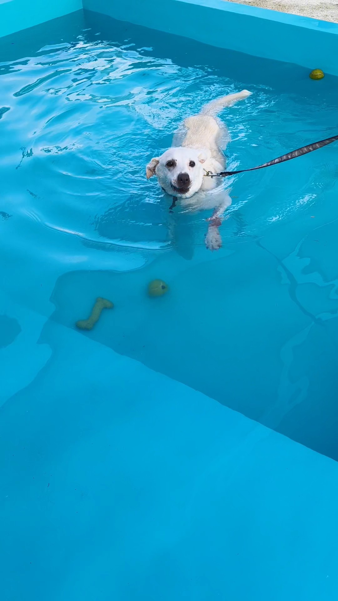 enpa piscina cani 7