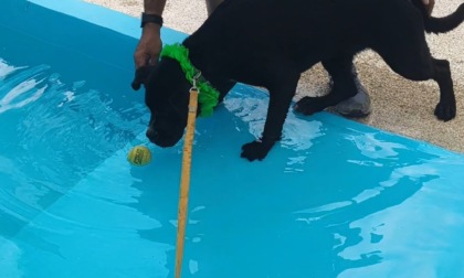Una piscina per i cani dell'Enpa