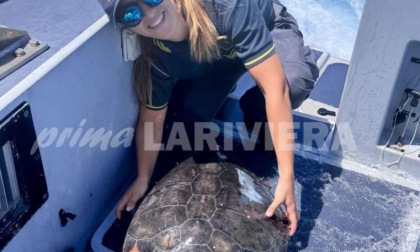 Sanremo, tartaruga in difficoltà salvata in mare dai Finanzieri: sarà curata all'Acquario di Genova
