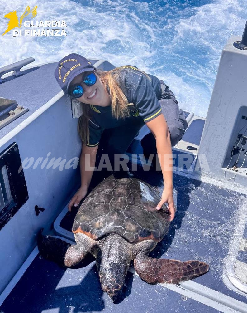 guardia di finanza tartaruga caretta caretta recupero salvataggio