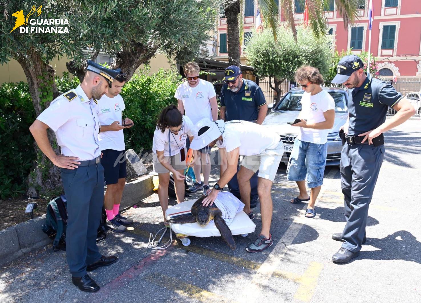 guardia di finanza tartaruga caretta caretta recupero salvataggio_02