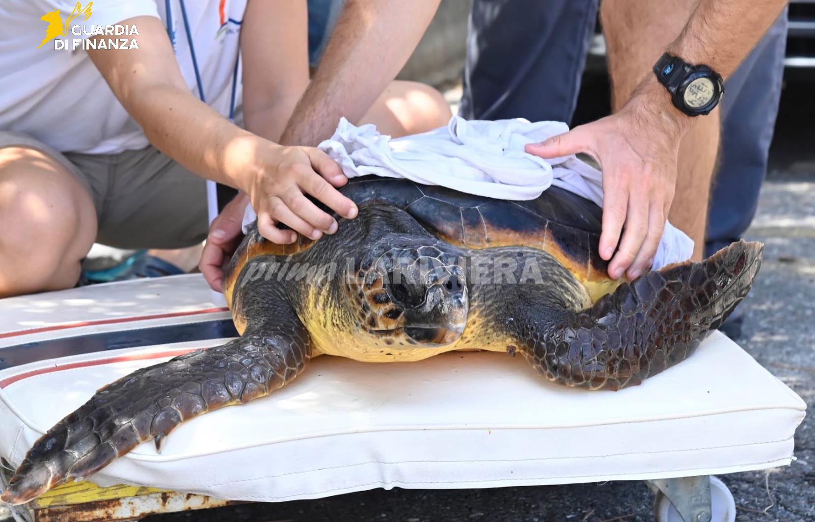 guardia di finanza tartaruga caretta caretta recupero salvataggio_03