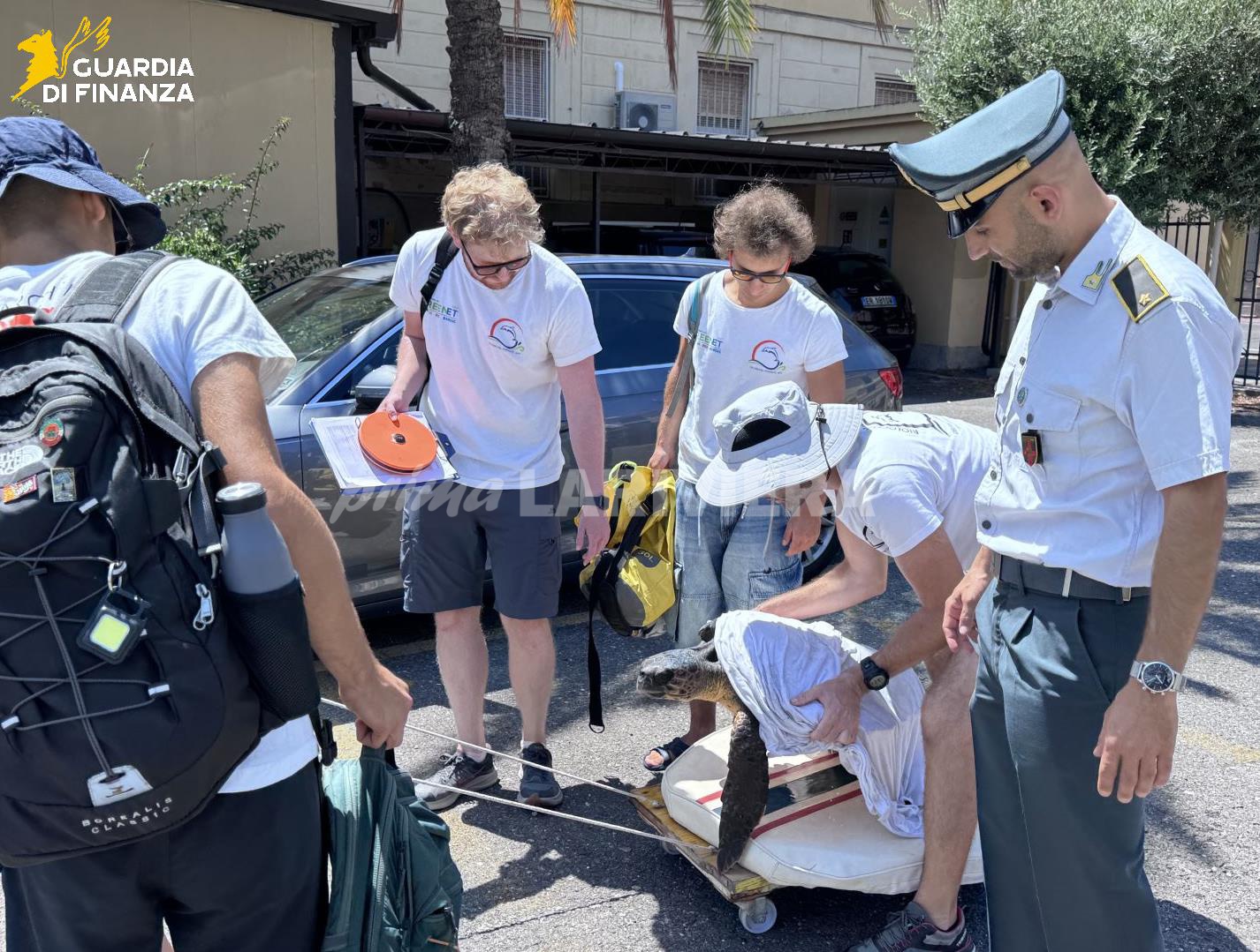 guardia di finanza tartaruga caretta caretta recupero salvataggio_07
