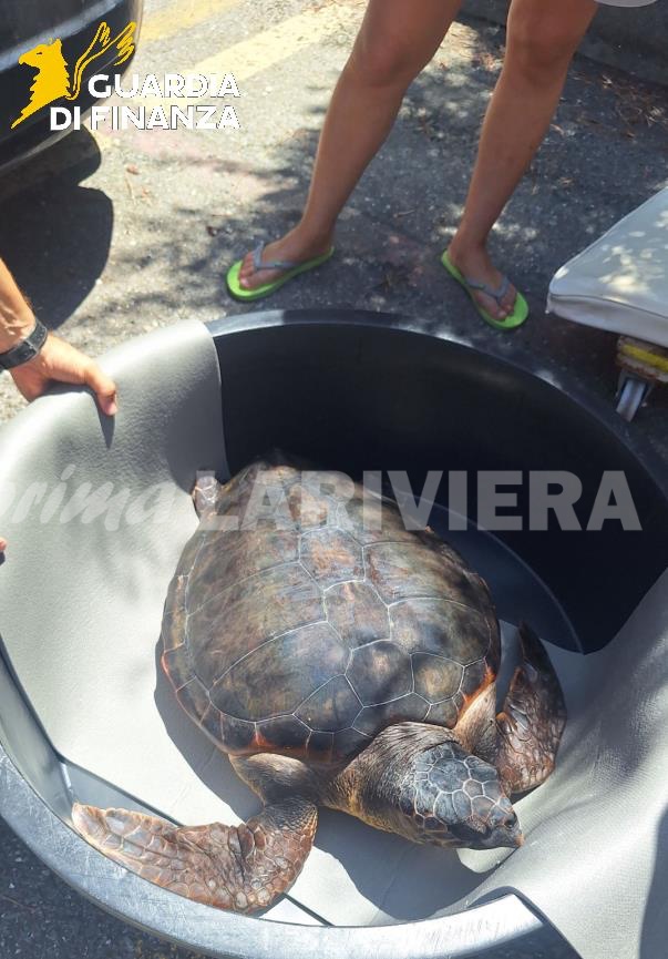 guardia di finanza tartaruga caretta caretta recupero salvataggio_10