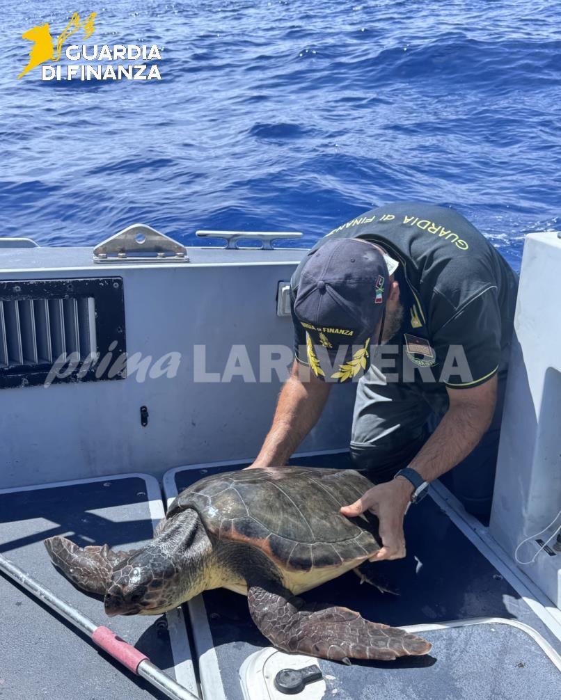 guardia di finanza tartaruga caretta caretta recupero salvataggio_11