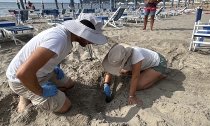 Un altro nido di tartaruga: è il sesto nel ponente, 11 in tutta la Liguria