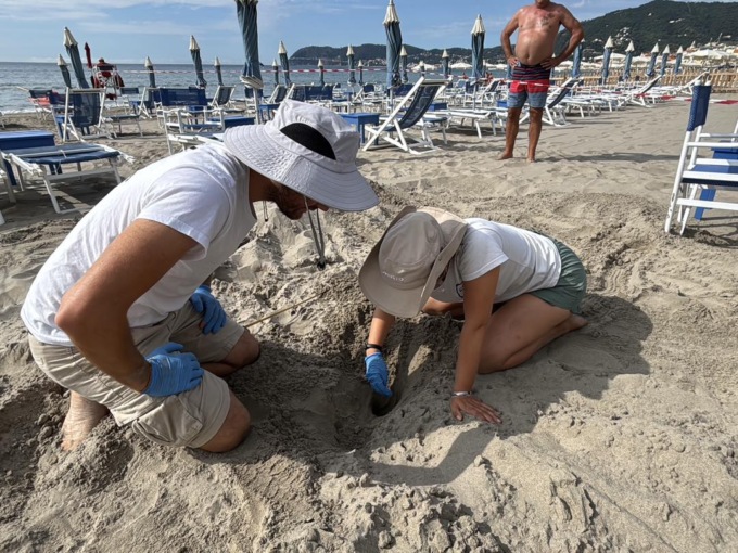 Un altro nido di tartaruga: è il sesto nel ponente, 11 in tutta la Liguria