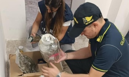 Guardia di Finanza arresta imperiese con oltre un chilo di marijuana autoprodotta