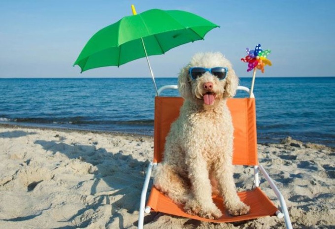 Apre la spiaggia pet friendly al Parco Urbano