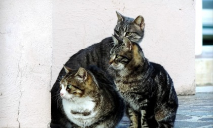 Colonie feline a Pigna, sindaco firma nuova ordinanza: "Vietato abbandonare cibo e coperte"