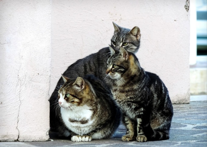 Colonie feline a Pigna, sindaco firma nuova ordinanza: “Vietato abbandonare cibo e coperte”