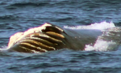 Balenottera ferita avvistata da nave. L'allarme di Tethys