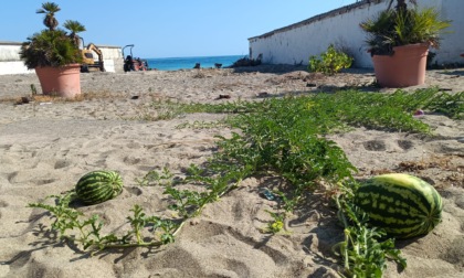 Campo di angurie nella spiaggia abbandonata degli ex Bagni Levi di Sanremo