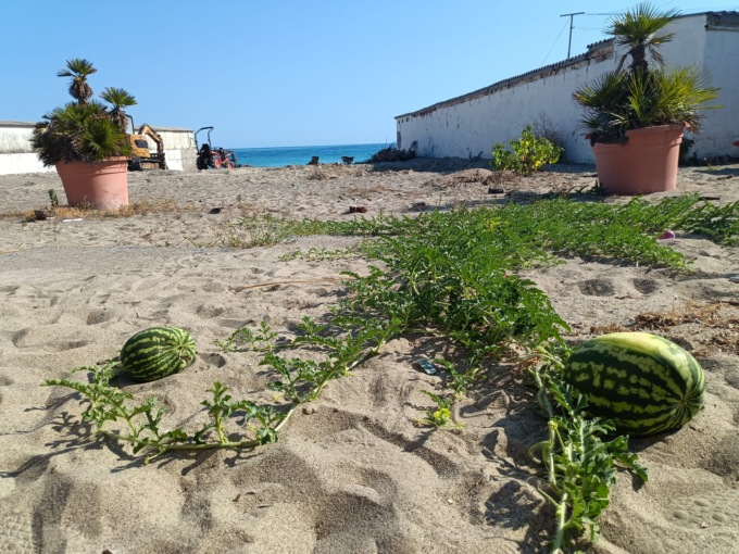 Campo di angurie nella spiaggia abbandonata degli ex Bagni Levi di Sanremo