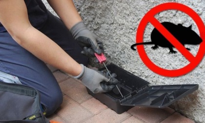 Derattizzazione straordinaria a Imperia
