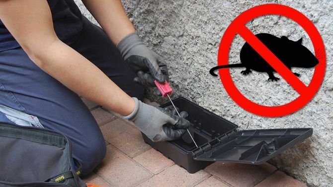 Derattizzazione straordinaria a Imperia