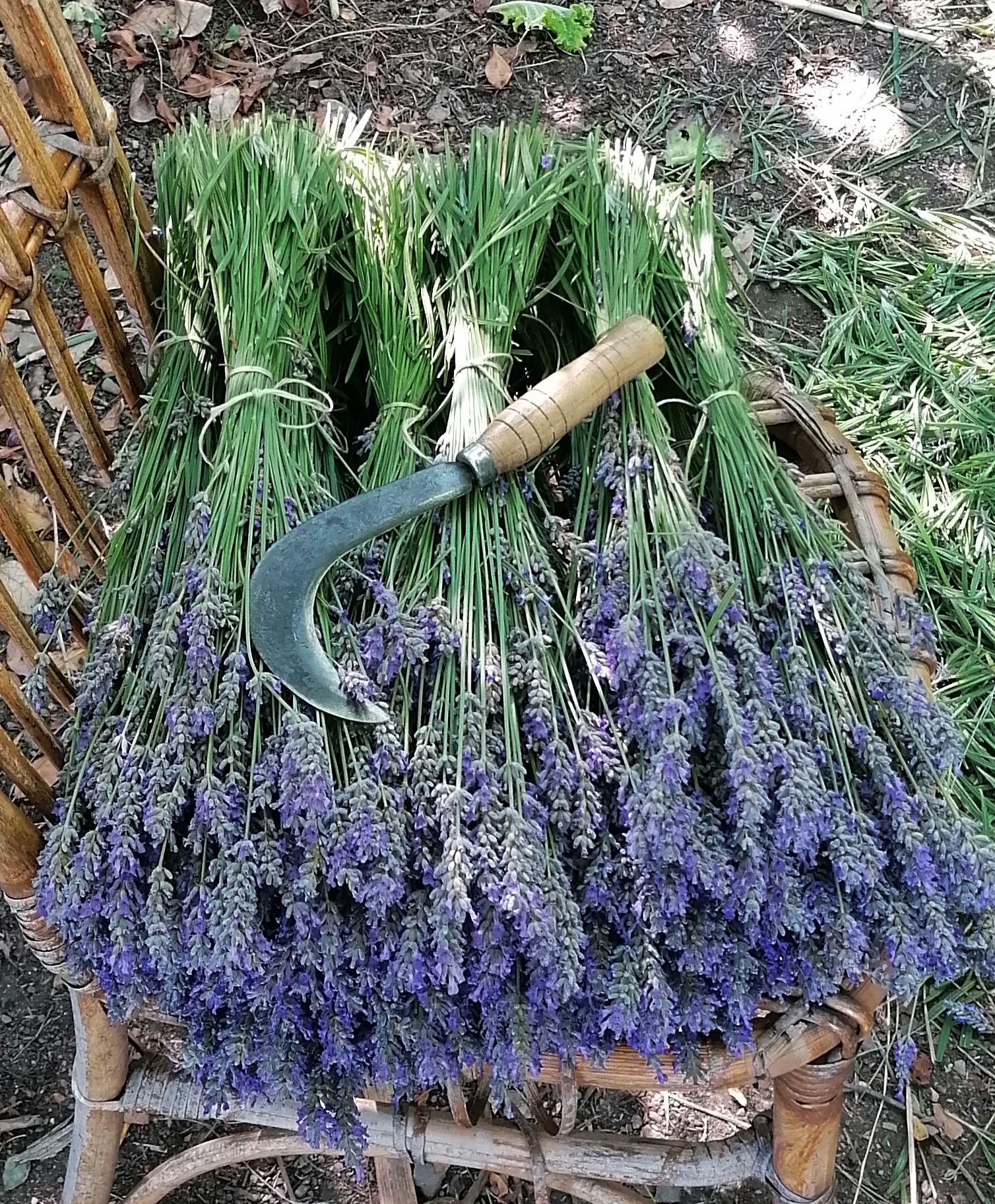 lavanda 1