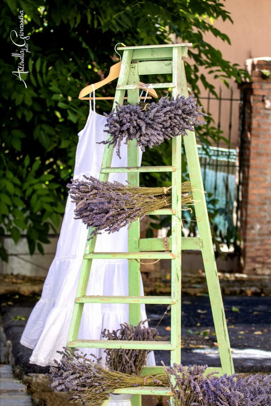 lavanda 3