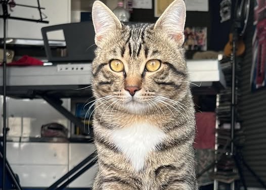 Appello per un bel gattone scomparso da 4 giorni