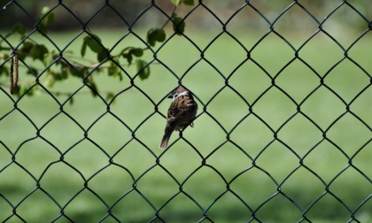 Recinzioni: la scelta per il proprio giardino entro i confini