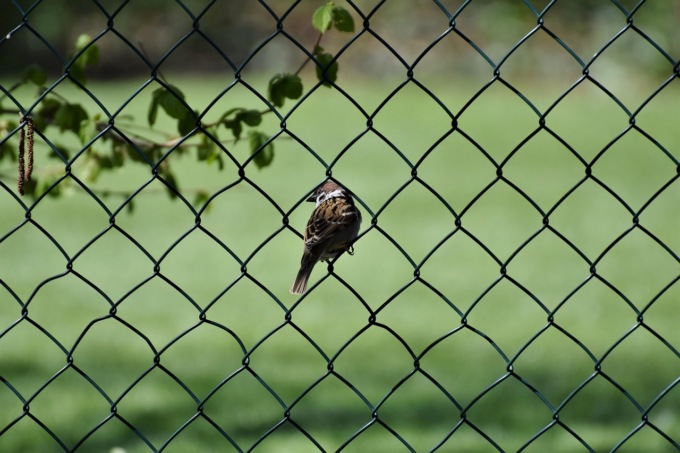 Recinzioni: la scelta per il proprio giardino entro i confini
