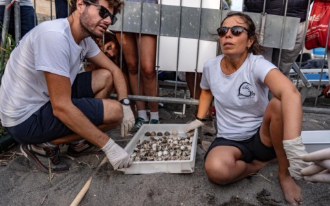 Nidi di tartarughe a Riva Ligure. Delfini del Ponente:  “Grazie di cuore a Giorgio Giuffra e Francesco benza per la loro presenza costante”