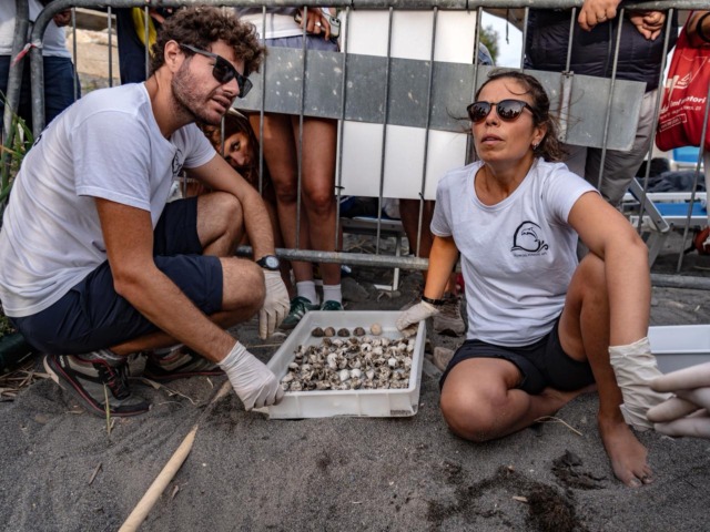 Nidi di tartarughe a Riva Ligure. Delfini del Ponente:  “Grazie di cuore a Giorgio Giuffra e Francesco benza per la loro presenza costante”