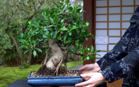 Al via il festival del Bonsai e delle Arti Giapponesi