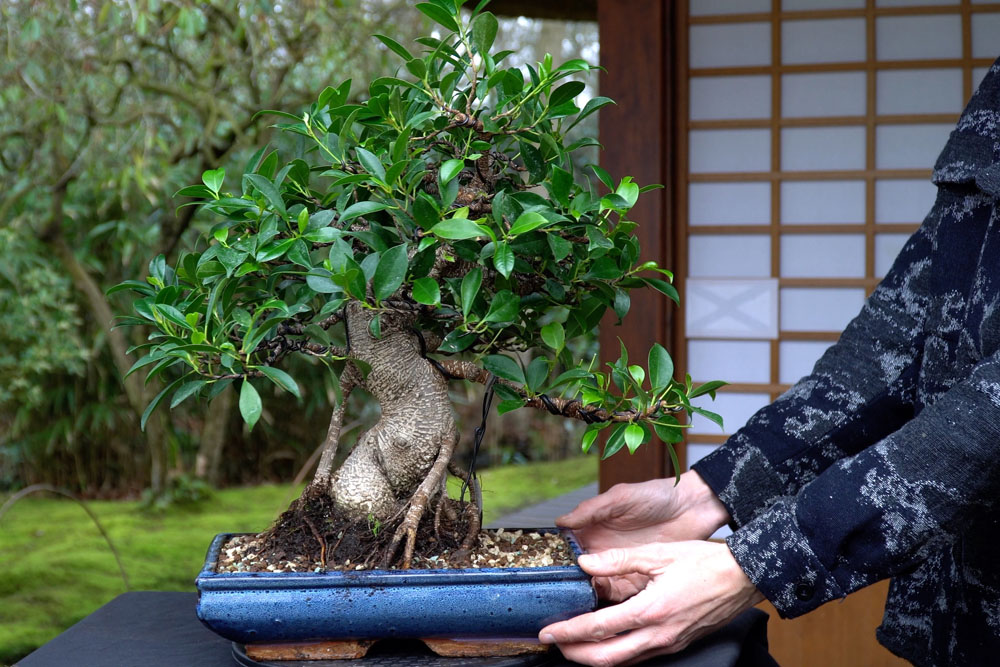 Al via il festival del Bonsai e delle Arti Giapponesi