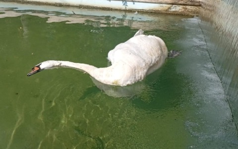 Morto uno dei cigni di Villa Ormond