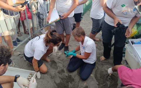 Sorpresa mentre si chiude il nido delle tartarughe di Riva