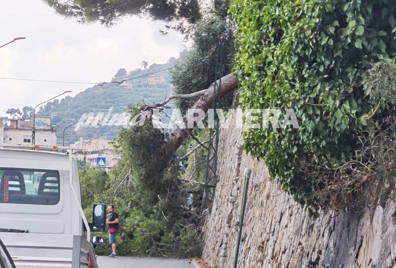 Pino crolla sull’Aurelia a Sanremo, tragedia sfiorata in corso Marconi
