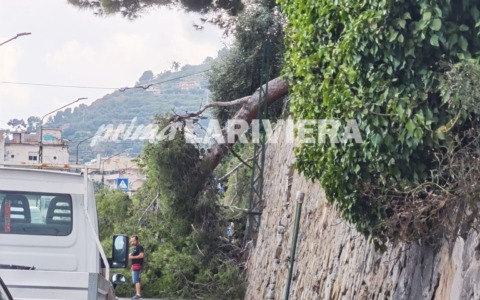 Pino crolla sull’Aurelia a Sanremo, tragedia sfiorata in corso Marconi