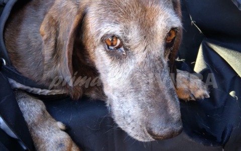 Il cane Fabio trova finalmente casa dopo 11 anni a Vallecrosia