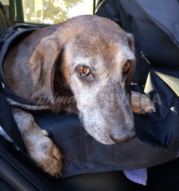 Il cane Fabio trova finalmente casa dopo 11 anni a Vallecrosia