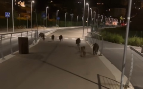 Famiglia di cinghiali a spasso lungo la pista ciclabile di Imperia. Nuovo video