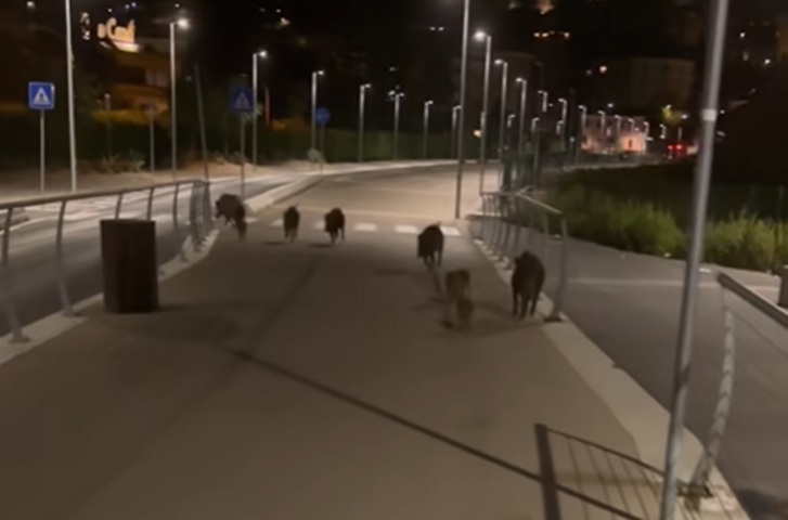 Famiglia di cinghiali a spasso lungo la pista ciclabile di Imperia. Nuovo video