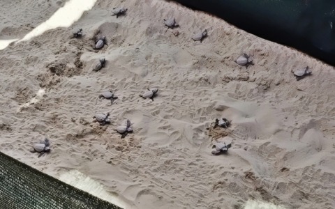 Decine di tartarughine spuntano dalla sabbia e corrono verso il mare: la magia in Liguria