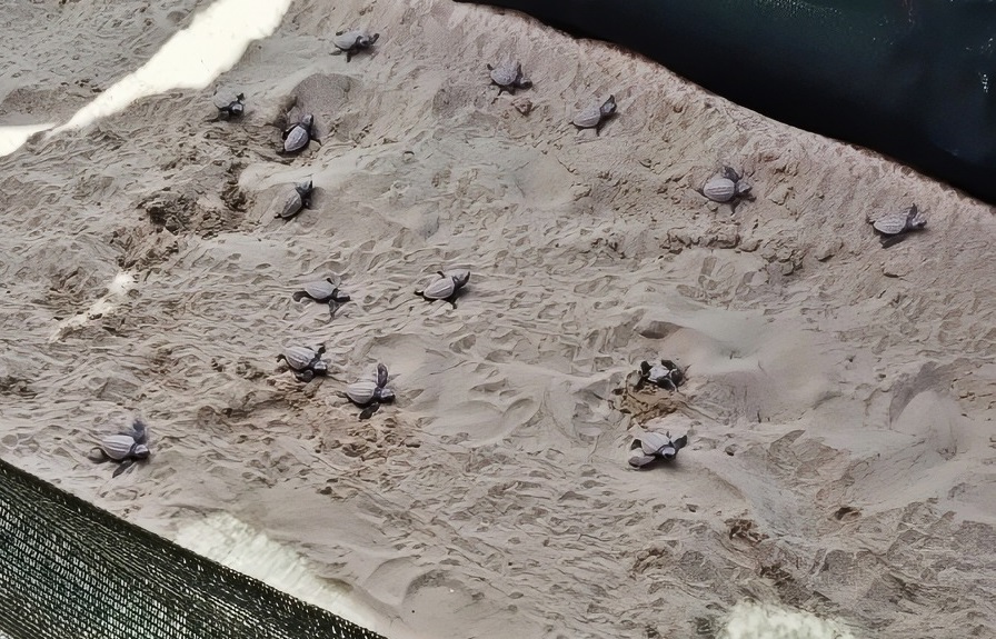 Decine di tartarughine spuntano dalla sabbia e corrono verso il mare: la magia in Liguria