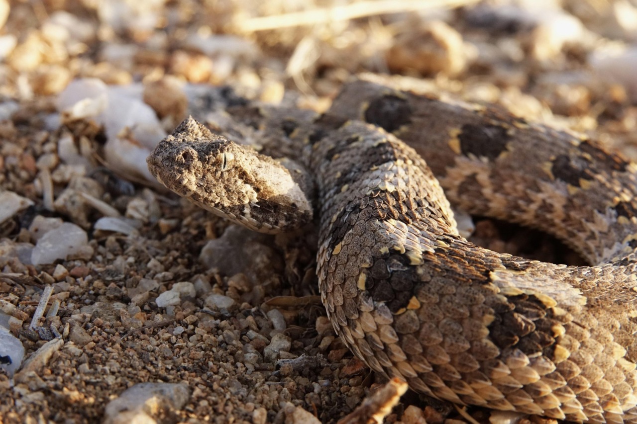 Donna morsa da una vipera nel bosco a Mendatica. I particolari