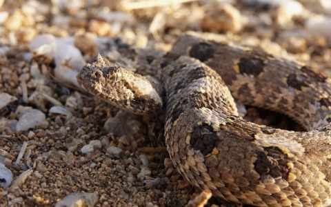 Donna morsa da una vipera nel bosco a Mendatica. I particolari